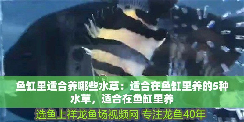 魚缸里適合養哪些水草：適合在魚缸里養的5種水草，適合在魚缸里養