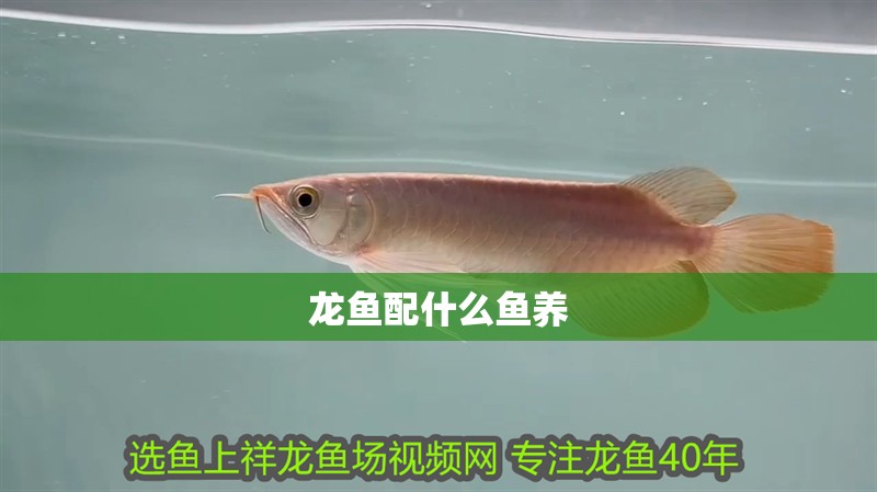 龍魚配什么魚養