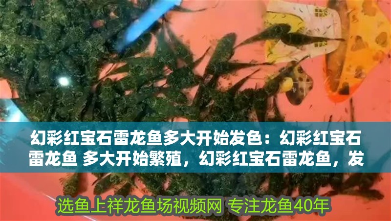 幻彩紅寶石雷龍魚多大開始發(fā)色：幻彩紅寶石雷龍魚 多大開始繁殖，幻彩紅寶石雷龍魚，發(fā)色與繁殖起始年齡