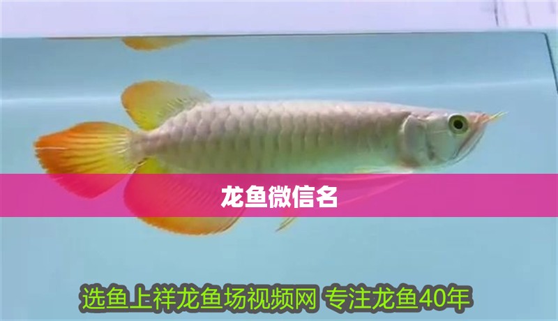 龍魚微信名 龍魚百科 第2張 龍魚微信名 龍魚微信名 龍魚百科 第2張