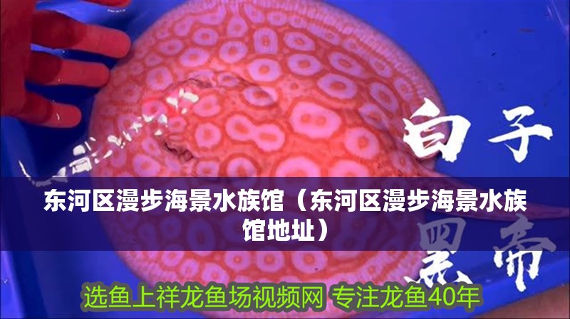 東河區漫步海景水族館（東河區漫步海景水族館地址）