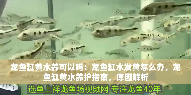 龍魚缸黃水養可以嗎：龍魚缸水發黃怎么辦，龍魚缸黃水養護指南，原因解析