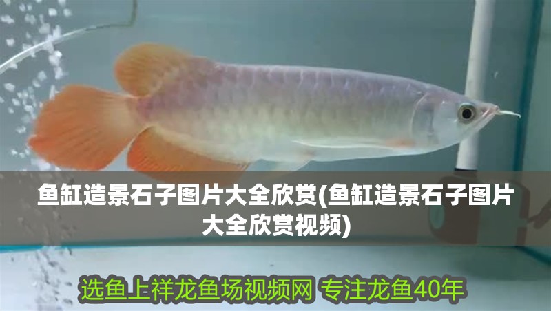 魚(yú)缸造景石子圖片大全欣賞(魚(yú)缸造景石子圖片大全欣賞視頻)