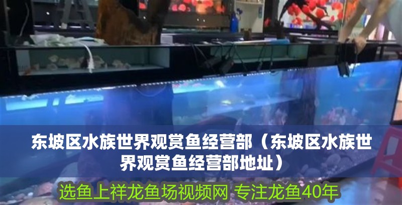 東坡區水族世界觀賞魚經營部（東坡區水族世界觀賞魚經營部地址）