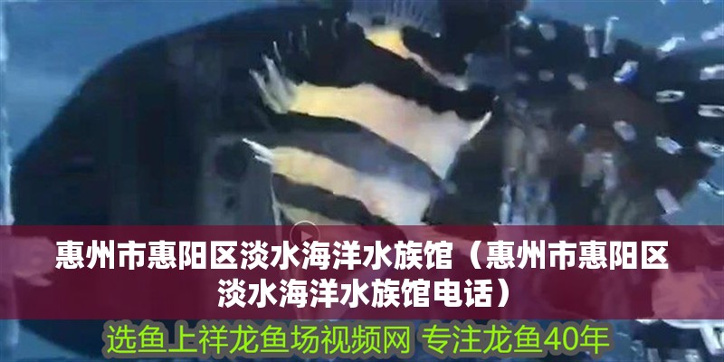 惠州市惠陽區(qū)淡水海洋水族館（惠州市惠陽區(qū)淡水海洋水族館電話）