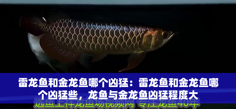 雷龍魚和金龍魚哪個(gè)兇猛：雷龍魚和金龍魚哪個(gè)兇猛些，龍魚與金龍魚兇猛程度大 雷龍魚和金龍魚哪個(gè)兇猛：雷龍魚和金龍魚哪個(gè)兇猛些，龍魚與金龍魚兇猛程度大 水族問答