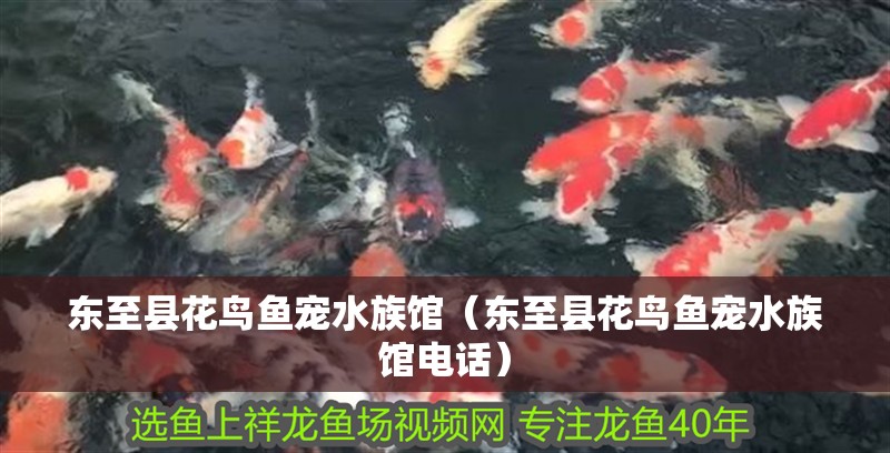 東至縣花鳥魚寵水族館（東至縣花鳥魚寵水族館電話） 東至縣花鳥魚寵水族館（東至縣花鳥魚寵水族館電話） 全國(guó)水族館企業(yè)名錄 第2張