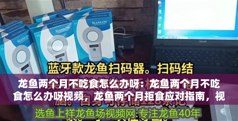 龍魚兩個月不吃食怎么辦呀：龍魚兩個月不吃食怎么辦呀視頻，龍魚兩個月拒食應(yīng)對指南，視頻