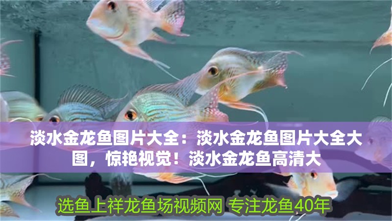 淡水金龍魚圖片大全：淡水金龍魚圖片大全大圖，驚艷視覺！淡水金龍魚高清大