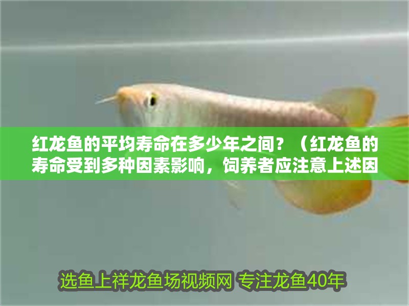 紅龍魚的平均壽命在多少年之間？（紅龍魚的壽命受到多種因素影響，飼養(yǎng)者應(yīng)注意上述因素）