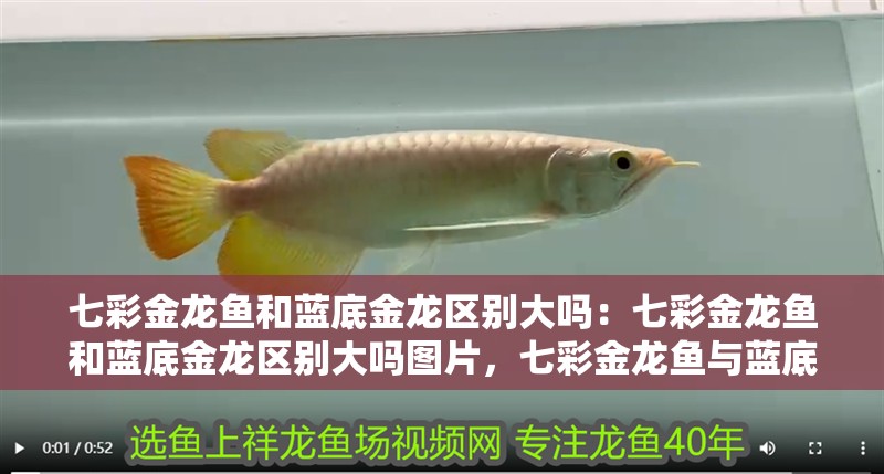 七彩金龍魚和藍底金龍區別大嗎：七彩金龍魚和藍底金龍區別大嗎圖片，七彩金龍魚與藍底金