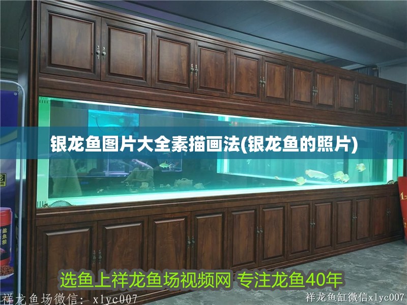 銀龍魚圖片大全素描畫法(銀龍魚的照片)