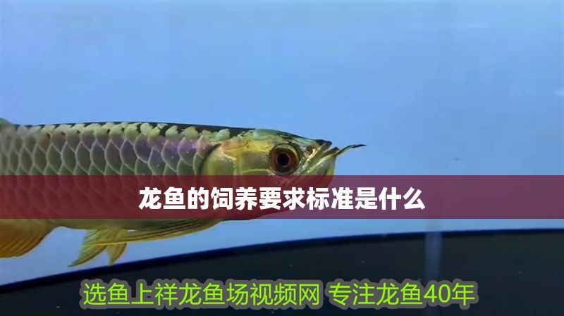 龍魚的飼養要求標準是什么 龍魚的飼養要求標準是什么 龍魚百科 第2張