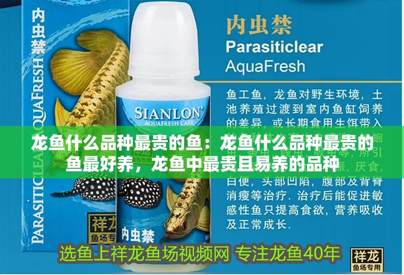 龍魚什么品種最貴的魚：龍魚什么品種最貴的魚最好養，龍魚中最貴且易養的品種