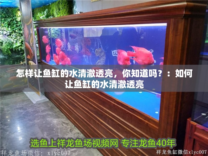 怎樣讓魚缸的水清澈透亮，你知道嗎？：如何讓魚缸的水清澈透亮 怎樣讓魚缸的水清澈透亮，你知道嗎？：如何讓魚缸的水清澈透亮 魚缸百科