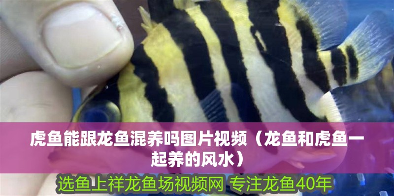 虎魚能跟龍魚混養嗎圖片視頻（龍魚和虎魚一起養的風水）