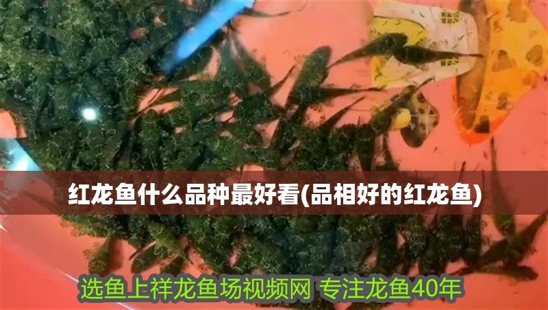 紅龍魚什么品種最好看(品相好的紅龍魚)