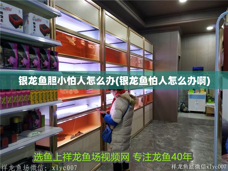 銀龍魚膽小怕人怎么辦(銀龍魚怕人怎么辦啊)