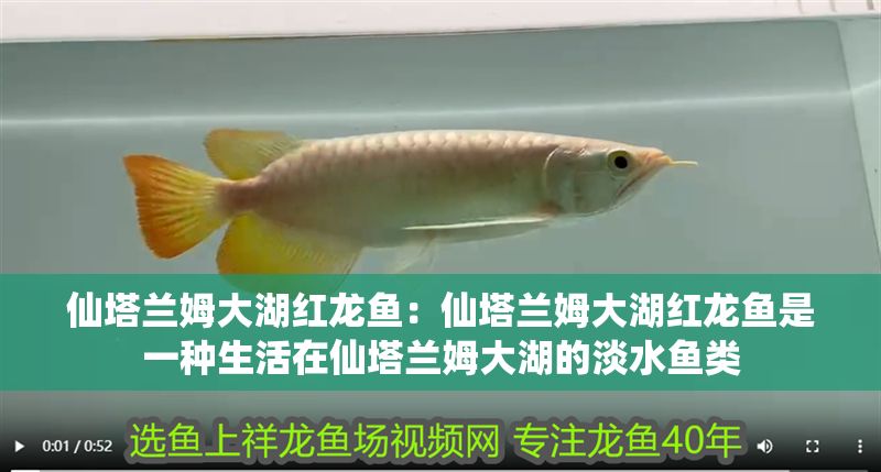 仙塔蘭姆大湖紅龍魚:仙塔蘭姆大湖紅龍魚是一種生活在仙塔蘭姆大湖的淡水魚類 大湖紅龍魚百科 第2張 仙塔蘭姆大湖紅龍魚:仙塔蘭姆大湖紅龍魚是一種生活在仙塔蘭姆大湖的淡水魚類 仙塔蘭姆大湖紅龍魚:仙塔蘭姆大湖紅龍魚是一種生活在仙塔蘭姆大湖的淡水魚類 大湖紅龍魚百科 第2張