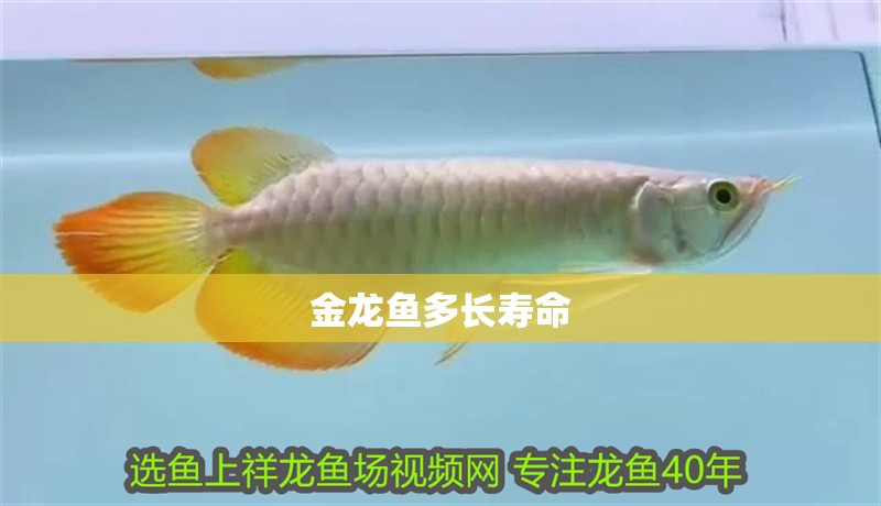 金龍魚多長壽命 金龍魚多長壽命 龍魚百科 第2張
