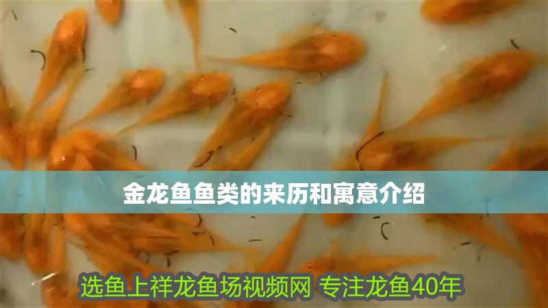 金龍魚魚類的來歷和寓意介紹 金龍魚魚類的來歷和寓意介紹 龍魚百科 第4張