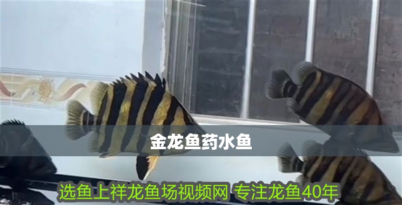 金龍魚藥水魚