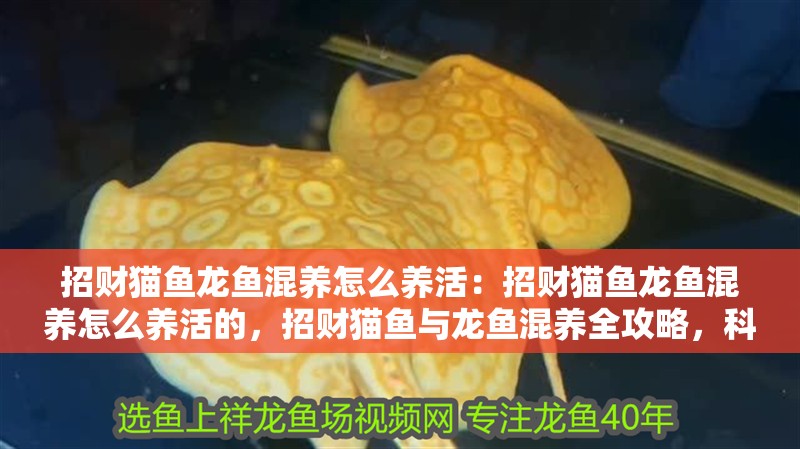 招財貓魚龍魚混養(yǎng)怎么養(yǎng)活：招財貓魚龍魚混養(yǎng)怎么養(yǎng)活的，招財貓魚與龍魚混養(yǎng)全攻略，科學(xué)飼養(yǎng)