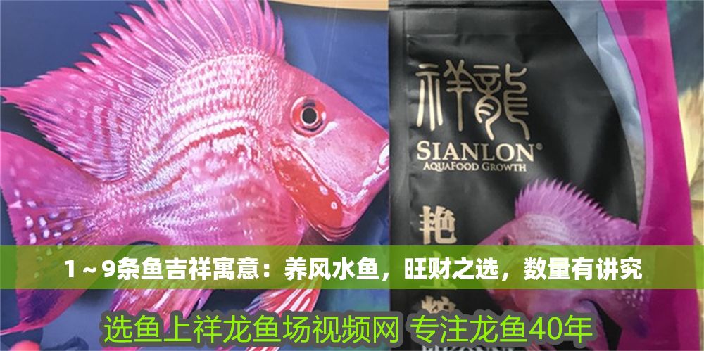 1～9條魚吉祥寓意：養風水魚，旺財之選，數量有講究