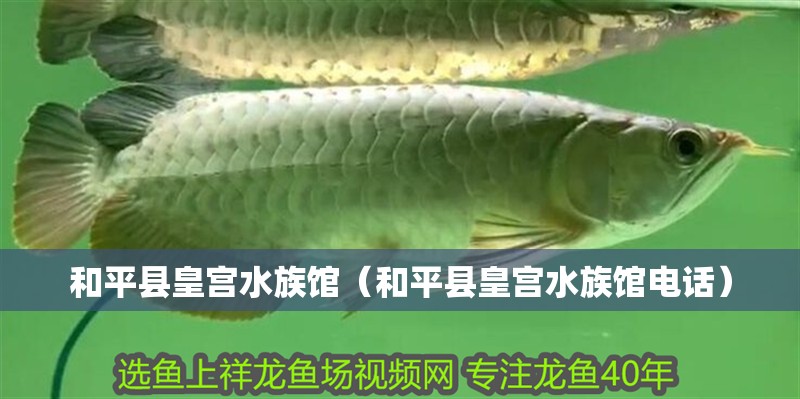 和平縣皇宮水族館（和平縣皇宮水族館電話） 和平縣皇宮水族館（和平縣皇宮水族館電話） 全國水族館企業(yè)名錄 第3張