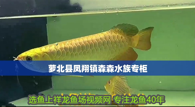 蘿北縣鳳翔鎮森森水族專柜