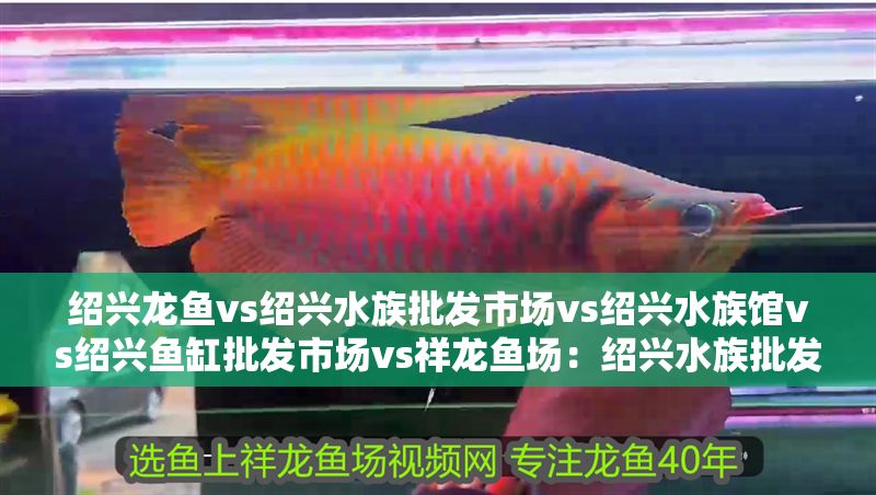 紹興龍魚vs紹興水族批發市場vs紹興水族館vs紹興魚缸批發市場vs祥龍魚場：紹興水族批發市場 紹興龍魚vs紹興水族批發市場vs紹興水族館vs紹興魚缸批發市場vs祥龍魚場：紹興水族批發市場 祥龍魚場各市分站 第2張