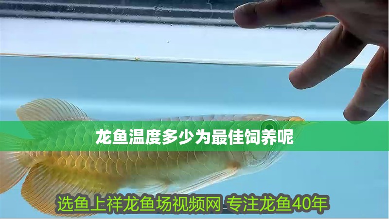龍魚溫度多少為最佳飼養呢