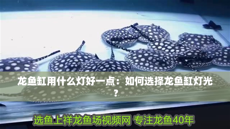 龍魚缸用什么燈好一點：如何選擇龍魚缸燈光？