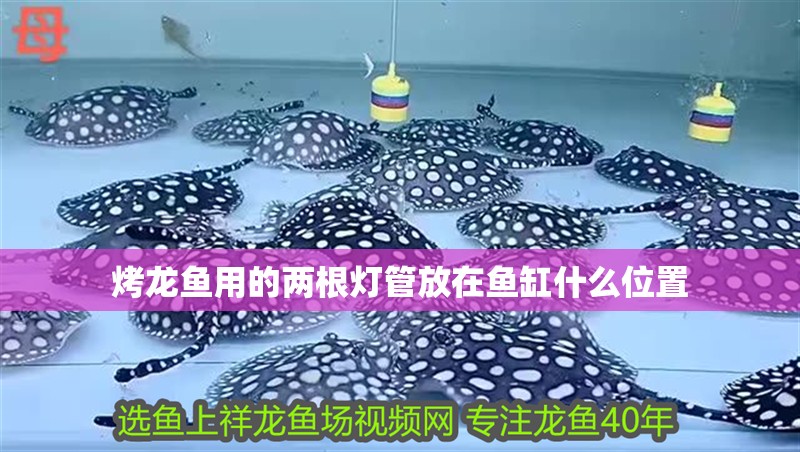 烤龍魚用的兩根燈管放在魚缸什么位置