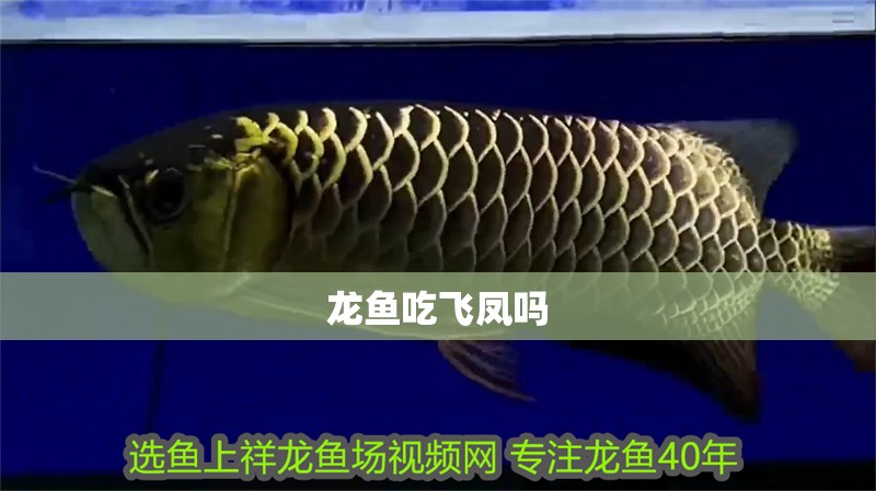 龍魚吃飛鳳嗎