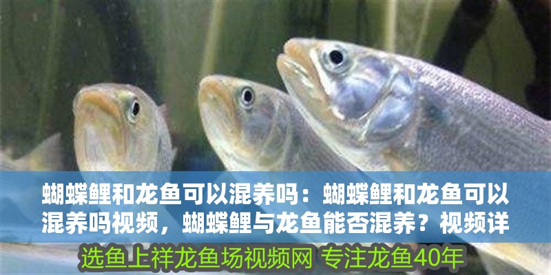蝴蝶鯉和龍魚可以混養(yǎng)嗎：蝴蝶鯉和龍魚可以混養(yǎng)嗎視頻，蝴蝶鯉與龍魚能否混養(yǎng)？視頻詳解混養(yǎng)可行性
