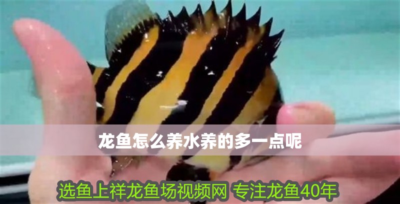 龍魚怎么養(yǎng)水養(yǎng)的多一點呢 龍魚怎么養(yǎng)水養(yǎng)的多一點呢 龍魚百科 第4張