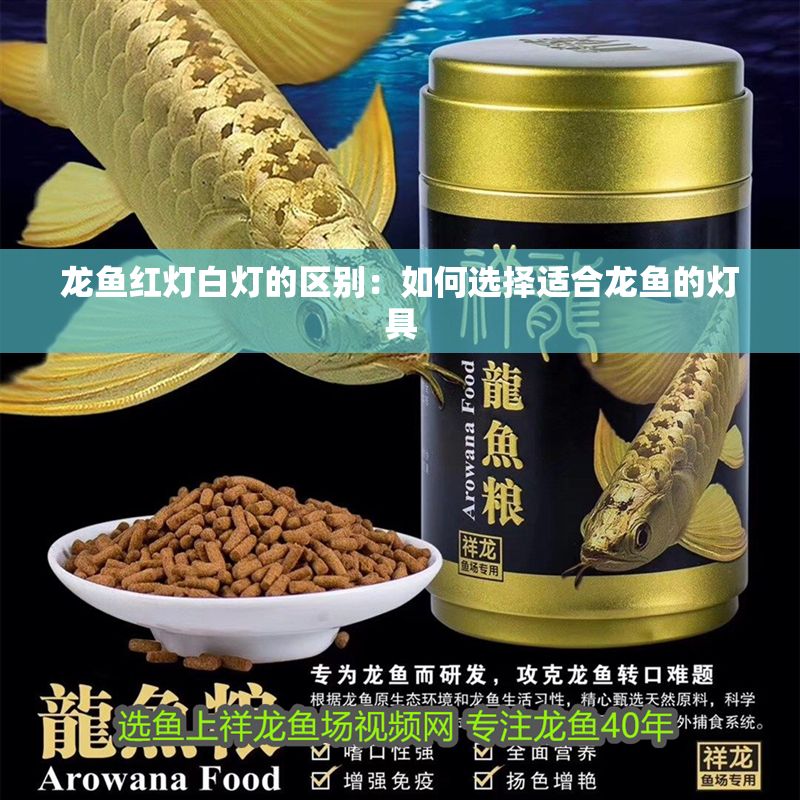 龍魚紅燈白燈的區別：如何選擇適合龍魚的燈具