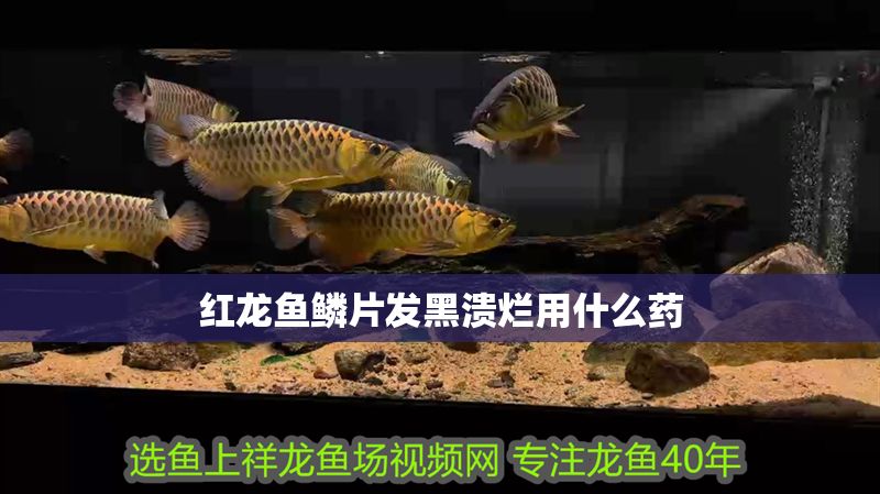 紅龍魚鱗片發黑潰爛用什么藥