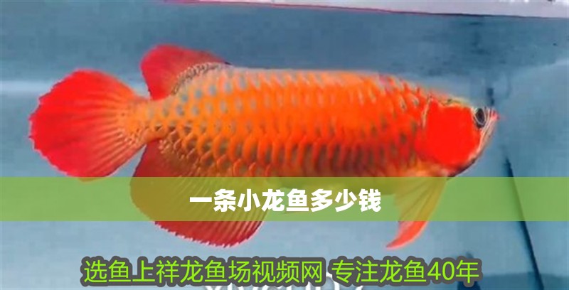 一條小龍魚多少錢
