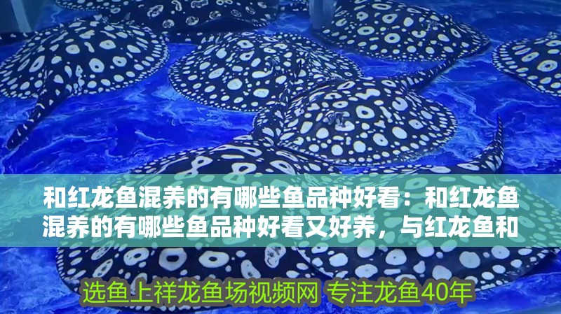 和紅龍魚混養的有哪些魚品種好看：和紅龍魚混養的有哪些魚品種好看又好養，與紅龍魚和諧共賞，美觀且易養的混
