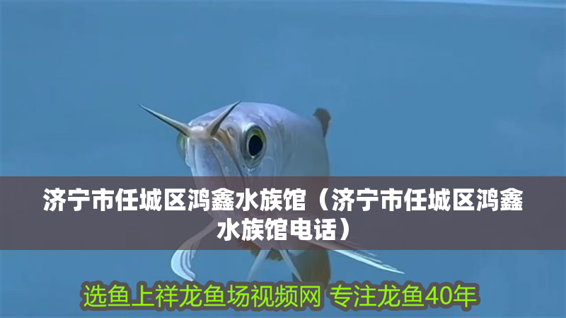 濟(jì)寧市任城區(qū)鴻鑫水族館（濟(jì)寧市任城區(qū)鴻鑫水族館電話）