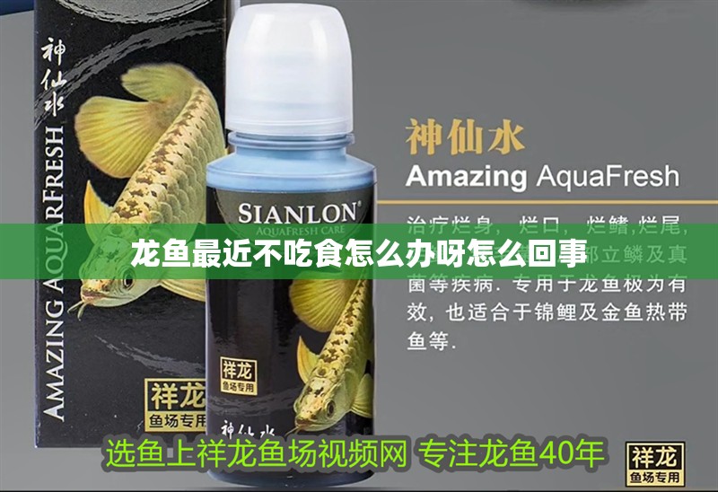 龍魚最近不吃食怎么辦呀怎么回事