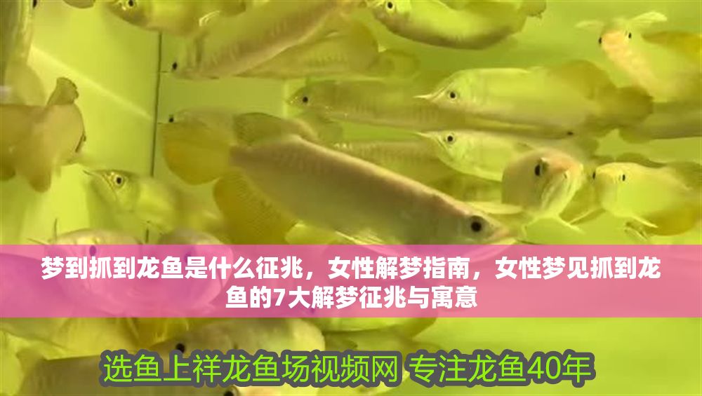夢到抓到龍魚是什么征兆，女性解夢指南，女性夢見抓到龍魚的7大解夢征兆與寓意