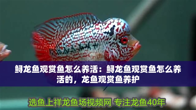 鱘龍魚觀賞魚怎么養(yǎng)活：鱘龍魚觀賞魚怎么養(yǎng)活的，龍魚觀賞魚養(yǎng)護(hù) 鱘龍魚觀賞魚怎么養(yǎng)活：鱘龍魚觀賞魚怎么養(yǎng)活的，龍魚觀賞魚養(yǎng)護(hù) 水族問答
