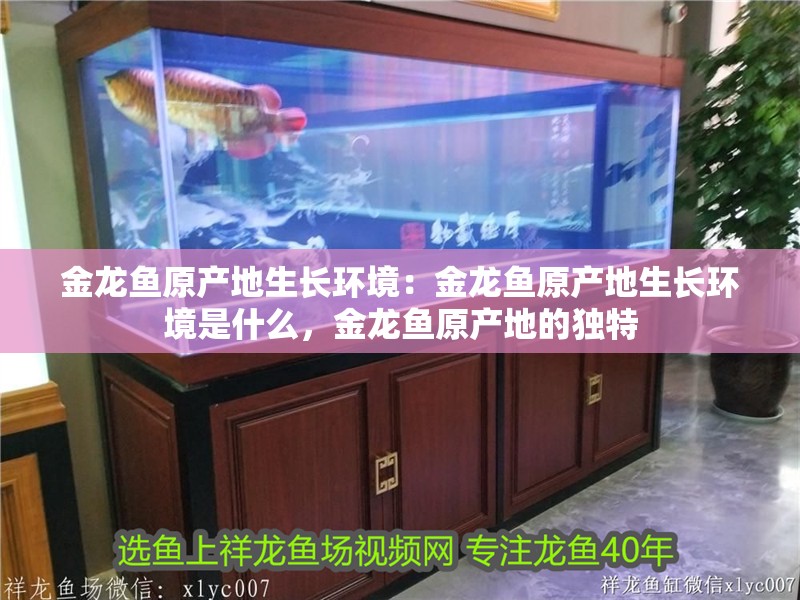 金龍魚原產地生長環境：金龍魚原產地生長環境是什么，金龍魚原產地的獨特 金龍魚原產地生長環境：金龍魚原產地生長環境是什么，金龍魚原產地的獨特 水族問答