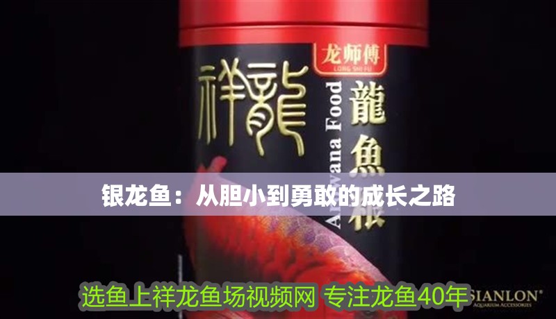 銀龍魚：從膽小到勇敢的成長之路