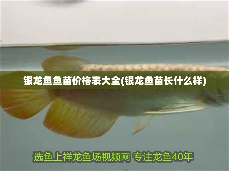 銀龍魚魚苗價格表大全(銀龍魚苗長什么樣)