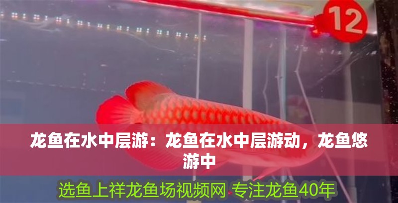 龍魚(yú)在水中層游：龍魚(yú)在水中層游動(dòng)，龍魚(yú)悠游中