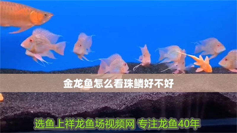金龍魚(yú)怎么看珠鱗好不好